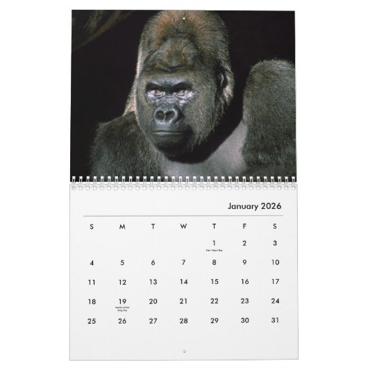Gorillas Wall Calendar Kalender (Jan 2026)