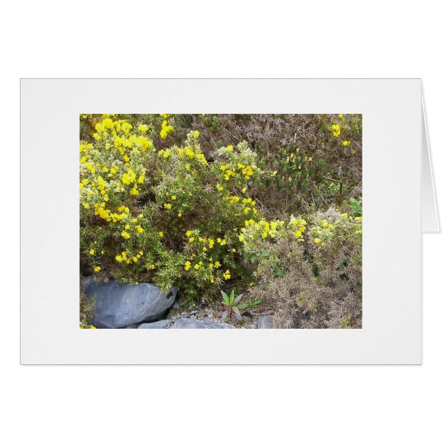 Gorse en Rocks (Voorkant Horizontaal)