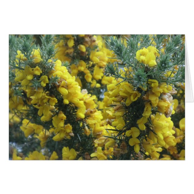Gorse, Loch Ness, Schotland (Voorkant Horizontaal)