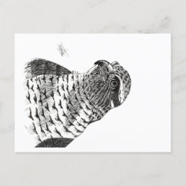 GOSHAWK BRIEFKAART