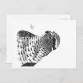 GOSHAWK BRIEFKAART (Voorkant / Achterkant)