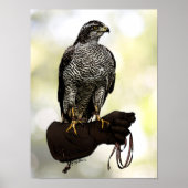 Goshawk op Glove Poster (Voorkant)