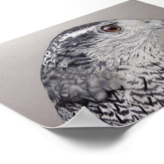 Goshawk Poster (Hoek)