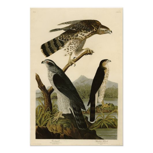 Goshawk, Stanley Hawk, Amerikaanse vogels van Audu Foto Afdruk (Voorkant)