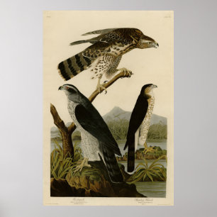 Goshawk, Stanley Hawk, Amerikaanse vogels van Audu Poster