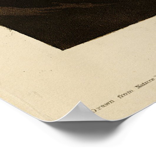 Goshawk, Stanley Hawk, Amerikaanse vogels van Audu Poster (Hoek)