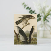 Goshawk & Stanley Hawk Briefkaart (Staand voorkant)