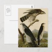 Goshawk & Stanley Hawk Briefkaart (Voorkant / Achterkant)