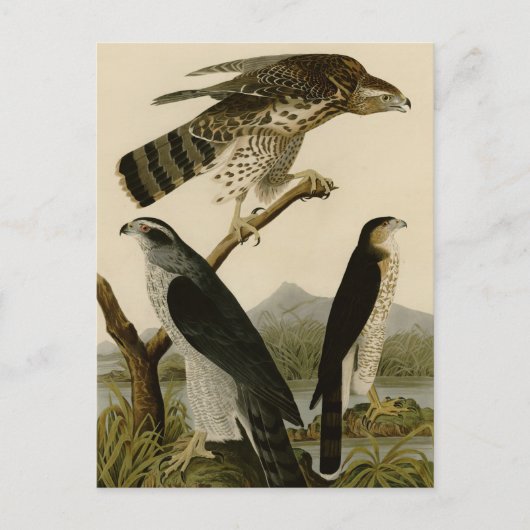 Goshawk & Stanley Hawk Briefkaart (Voorkant)
