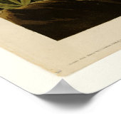 Goshawk & Stanley Hawk Poster (Hoek)