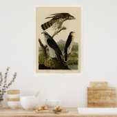 Goshawk & Stanley Hawk Poster (Keuken)