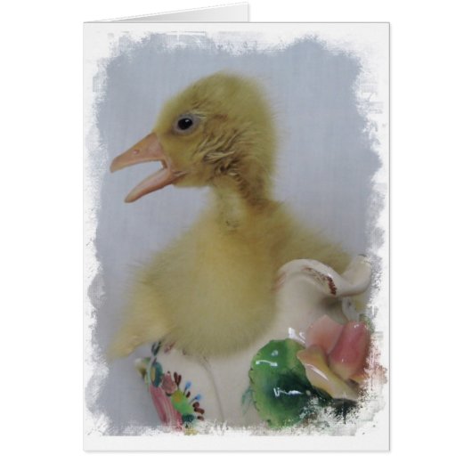 Gosling (Voorkant)