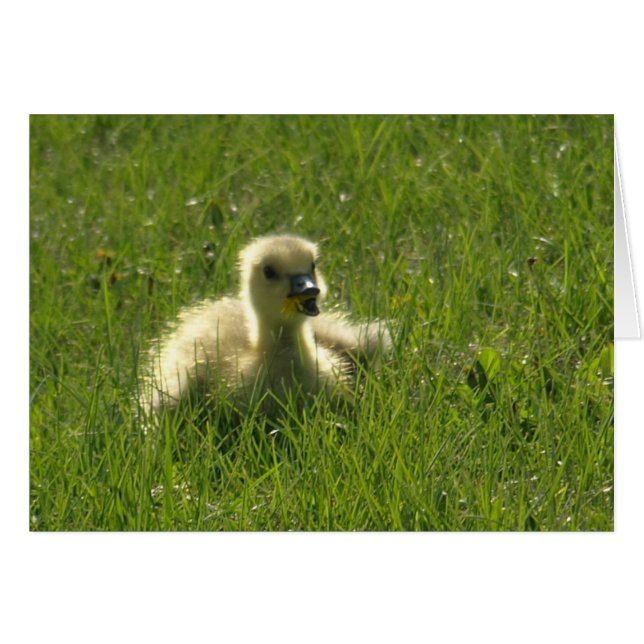 Gosling (Voorkant Horizontaal)