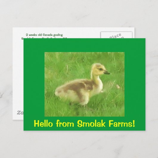 Gosling Briefkaart (Voorkant / Achterkant)