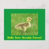 Gosling Briefkaart (Voorkant)