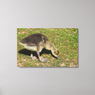 Gosling Canvas Afdruk