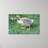 Gosling Canvas Afdruk (Voorkant)
