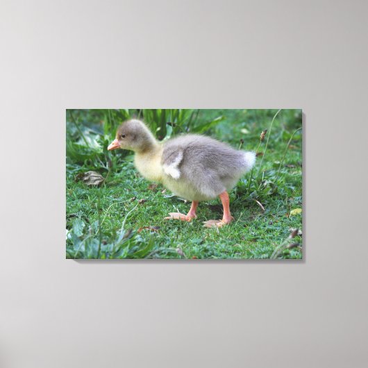Gosling Canvas Afdruk (Voorkant)