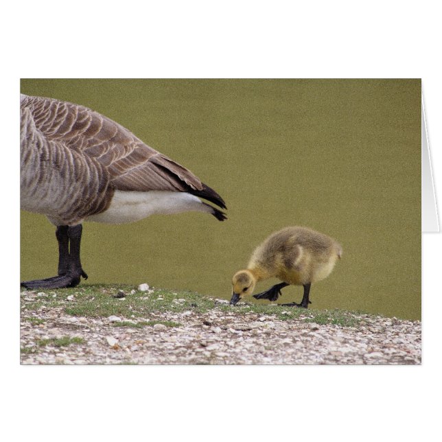 Gosling card (Voorkant Horizontaal)