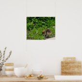 Gosling Foto Poster (Keuken)