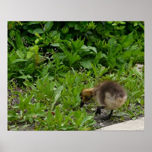 Gosling Foto Poster (Voorkant)