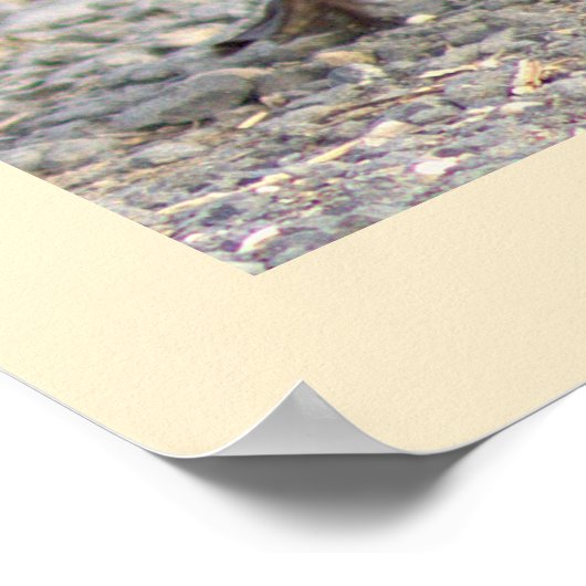 Gosling Foto Poster (Hoek)