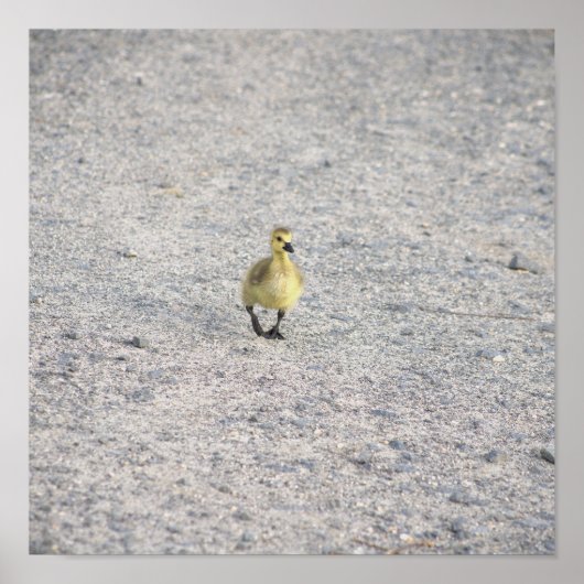Gosling Foto Poster (Voorkant)