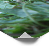 Gosling Poster (Hoek)