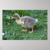 Gosling Poster (Voorkant)