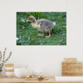 Gosling Poster (Keuken)