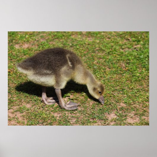 Gosling Poster (Voorkant)