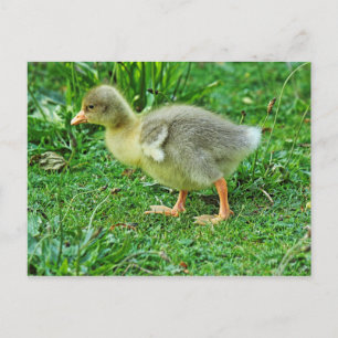 Gosling. Roath Park Lake, Cardiff, Wales. Briefkaart
