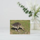 Gosling Visitekaartje (Staand voorkant)