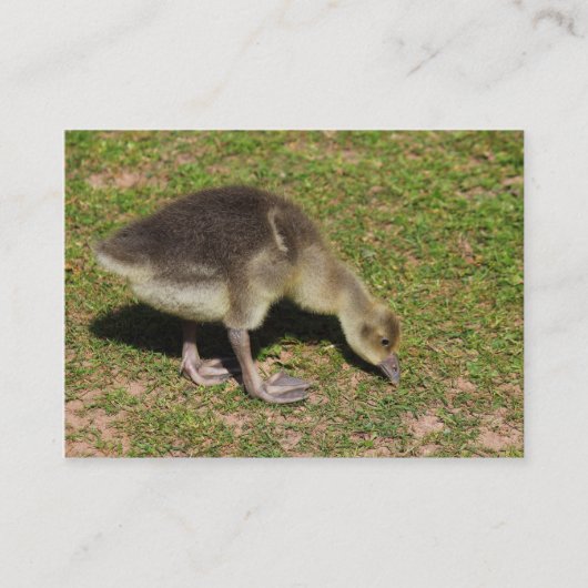 Gosling Visitekaartje (Voorkant)