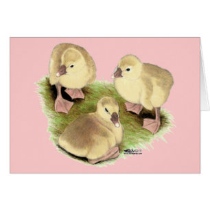 Goslings: Afrikaanse Buff