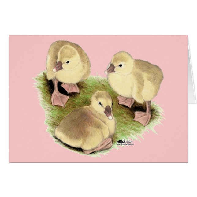 Goslings: Afrikaanse Buff (Voorkant Horizontaal)