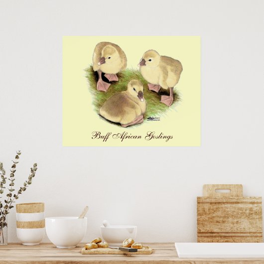 Goslings: Afrikaanse Buff Poster (Keuken)