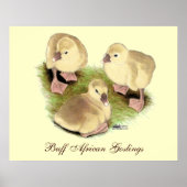 Goslings: Afrikaanse Buff Poster (Voorkant)