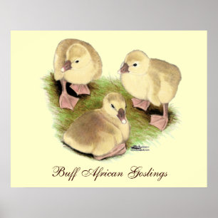 Goslings: Afrikaanse Buff Poster
