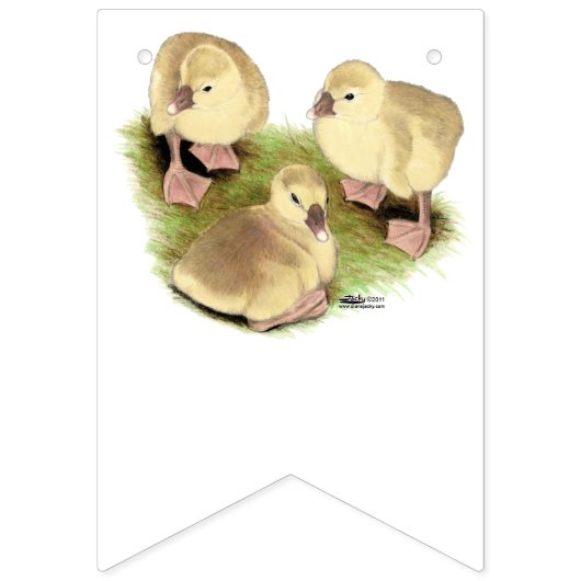 Goslings: Afrikaanse Buff Vlaggetjes (Tweede vlag)