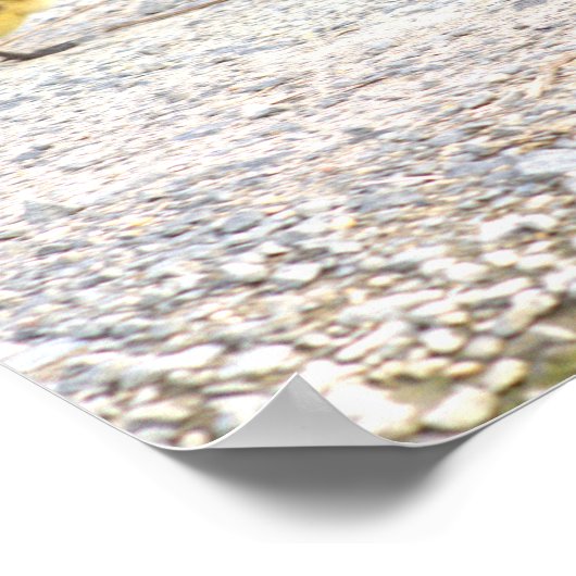 Goslings Foto Poster (Hoek)