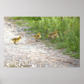 Goslings Foto Poster (Voorkant)