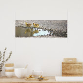 Goslings Foto Poster (Keuken)