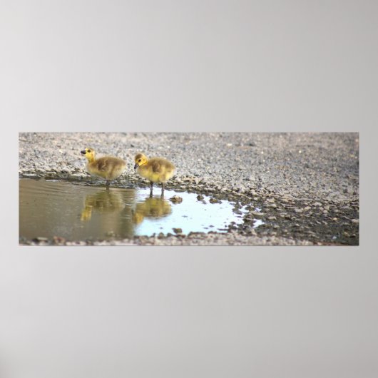 Goslings Foto Poster (Voorkant)