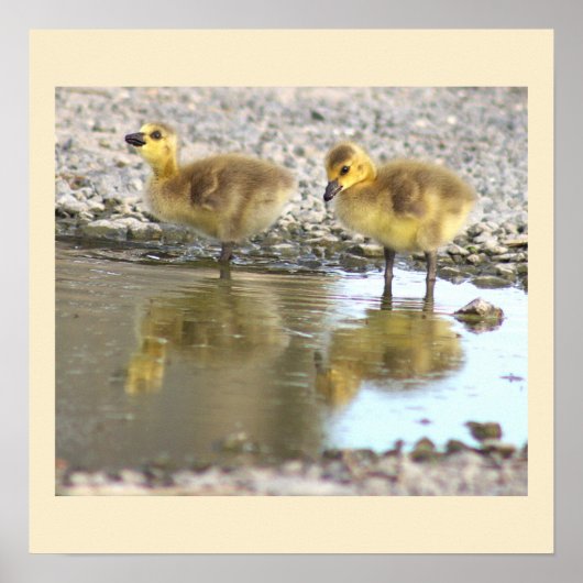 Goslings Foto Poster (Voorkant)