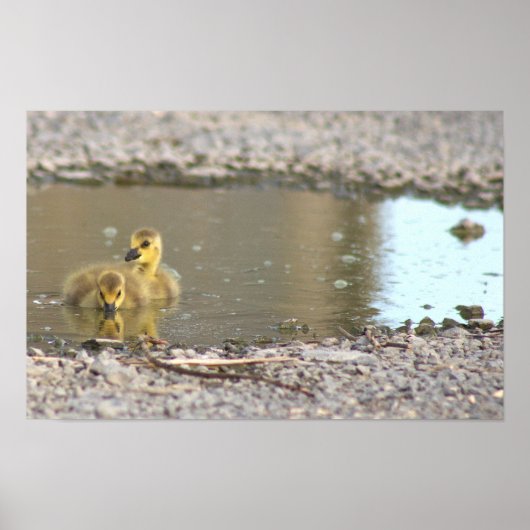 Goslings Foto Poster (Voorkant)