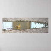 Goslings Foto Poster (Voorkant)