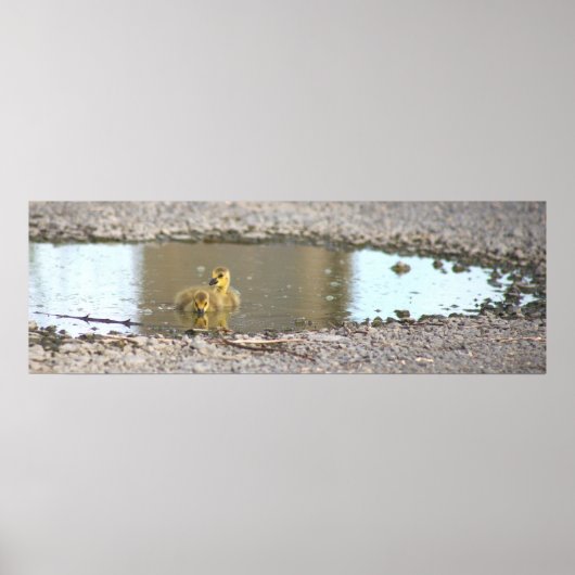 Goslings Foto Poster (Voorkant)