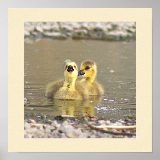 Goslings Foto Poster (Voorkant)