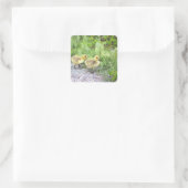 Goslings Foto Stickers (Tas)